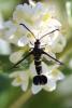 Synanthedon sp.